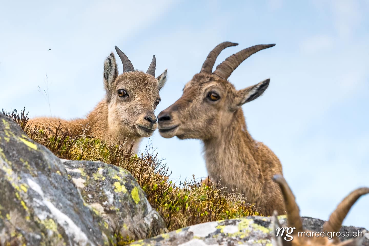 Steinbock Bilder. Steinbockgeiss mit Kitz. Marcel Gross Photography