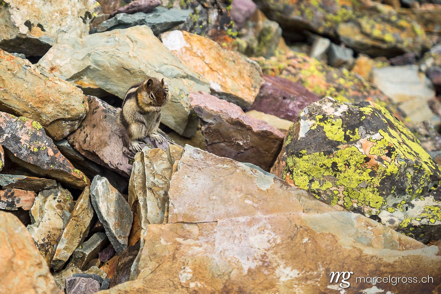 . Streifenhörnchen im Glacier National Park, Montana. Marcel Gross Photography