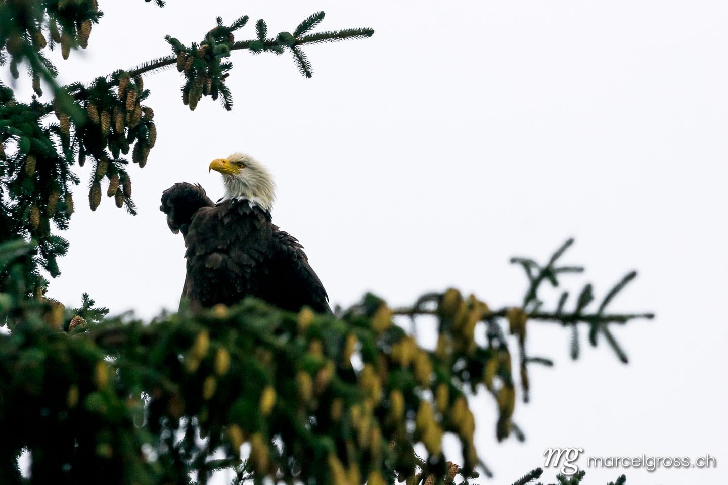 . the boss. Marcel Gross Photography