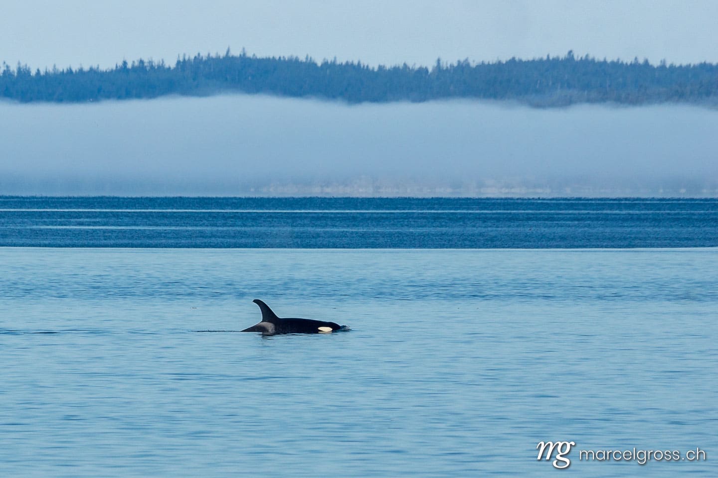 . the lone orca. Marcel Gross Photography