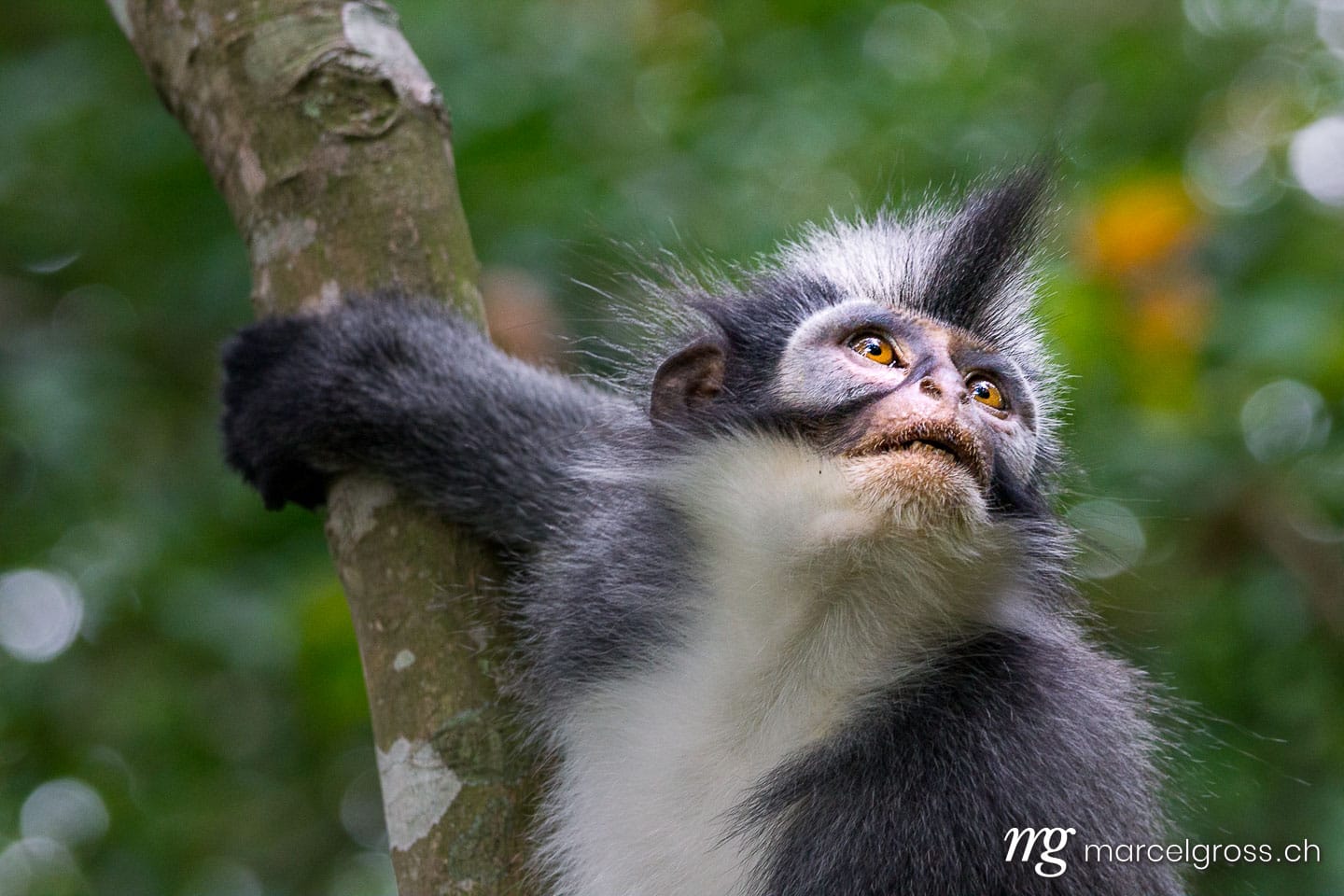 . Thomas Leaf Monkey. Marcel Gross Photography