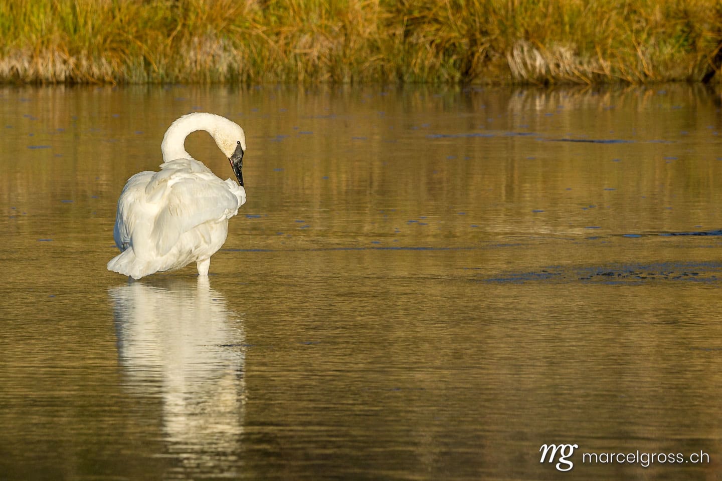 . Trumpeter Swan. Marcel Gross Photography