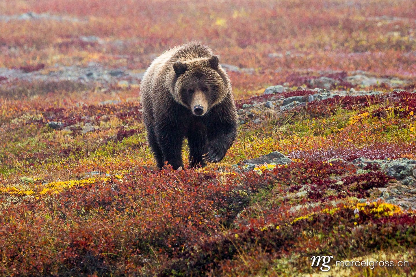 . Tundra & Grizzly. Marcel Gross Photography