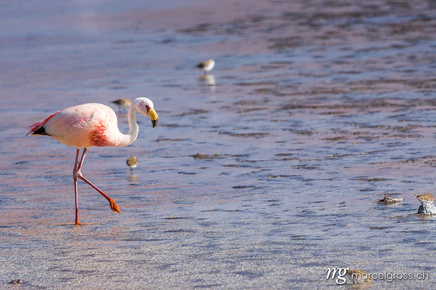 . wading. Marcel Gross Photography