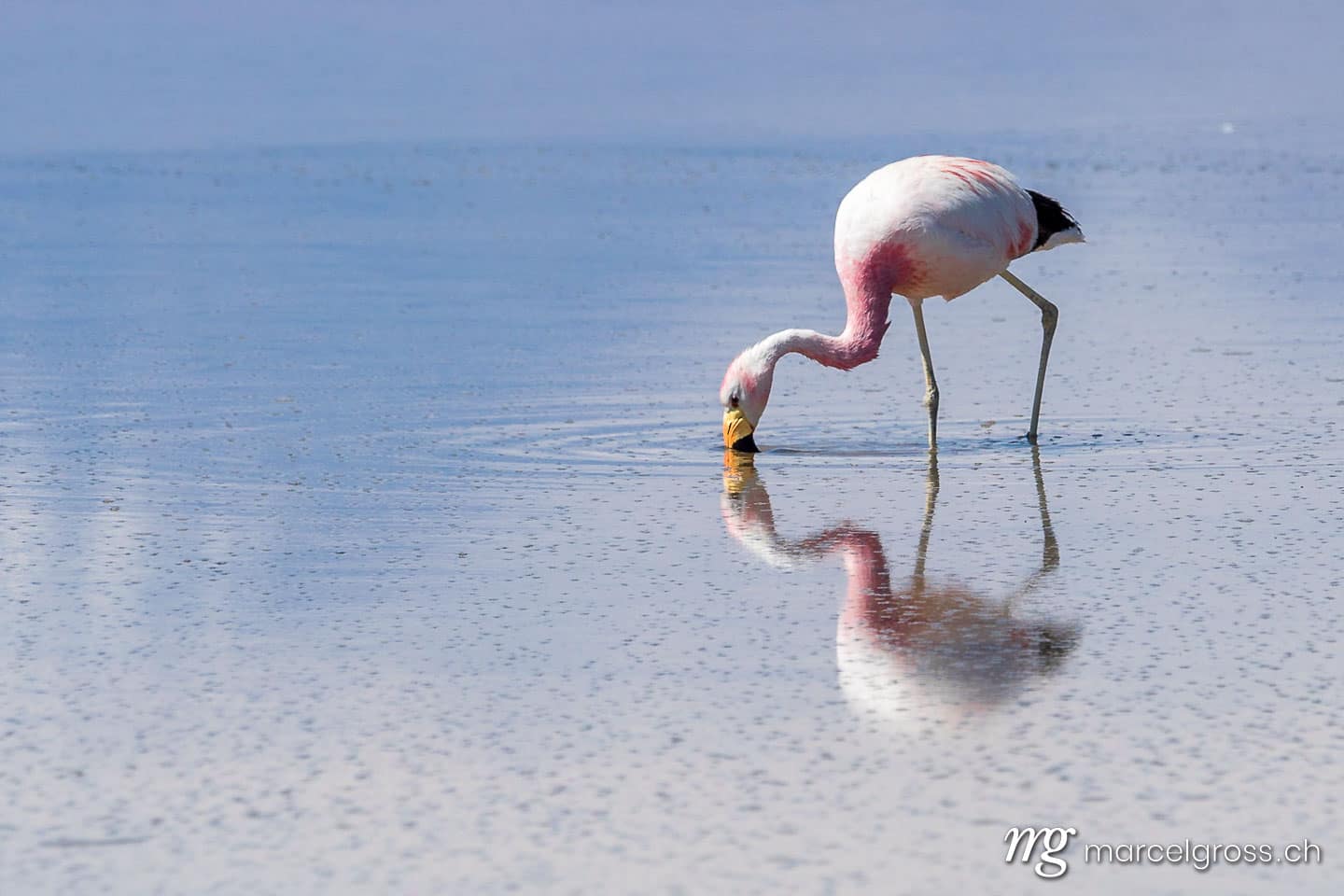 . wading through a mirror. Marcel Gross Photography
