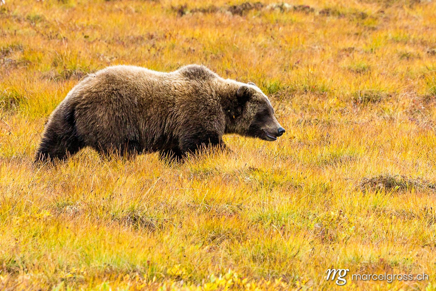 . walking through the grass. Marcel Gross Photography