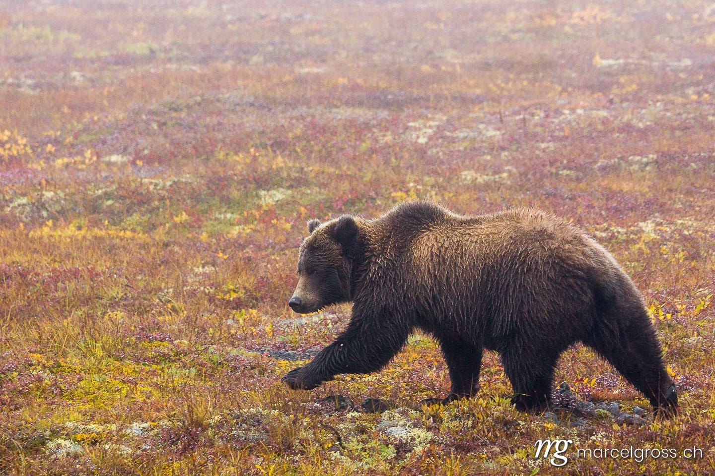 . walking through the tundra. Marcel Gross Photography