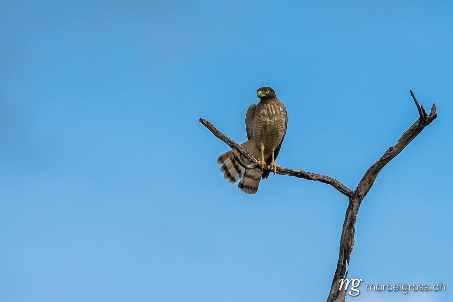 . Wegebussard in Pantanal. Marcel Gross Photography
