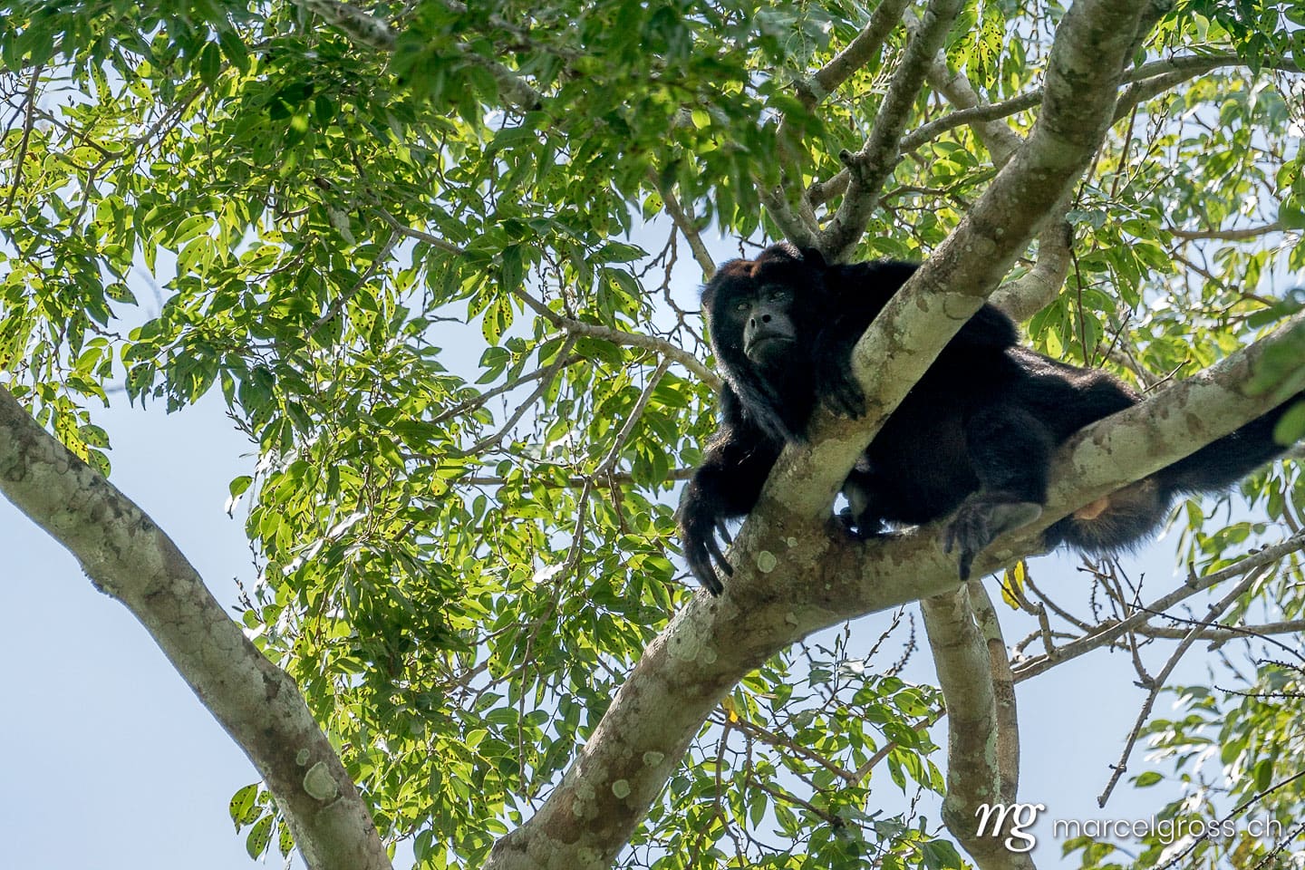 . whatching over his territory. Marcel Gross Photography