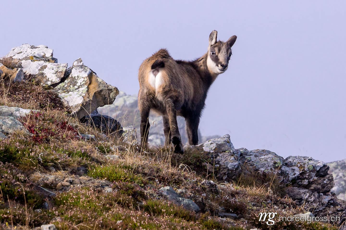 . whats going on. Marcel Gross Photography