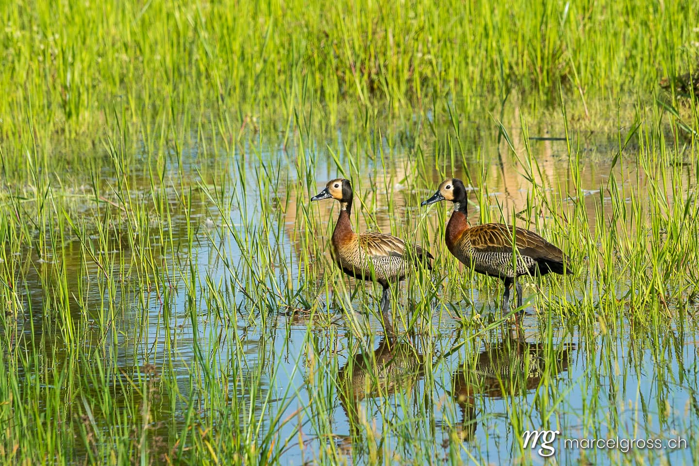 . Witwenpfeifgans im Pantanal. Marcel Gross Photography