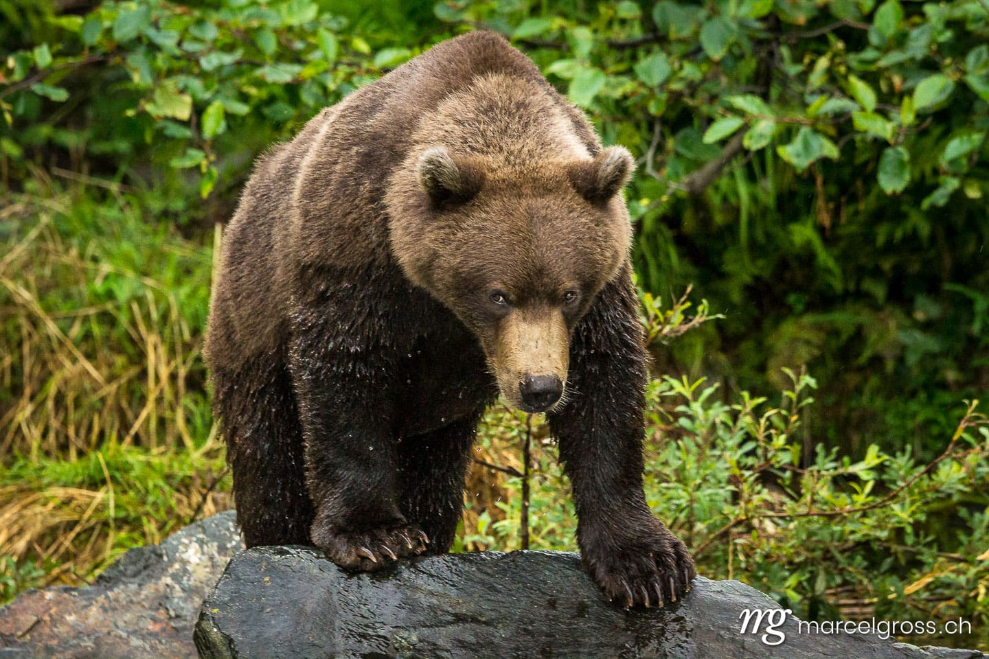 . young Grizzly bear in Lake Clark National Park, Alaska. Marcel Gross Photography