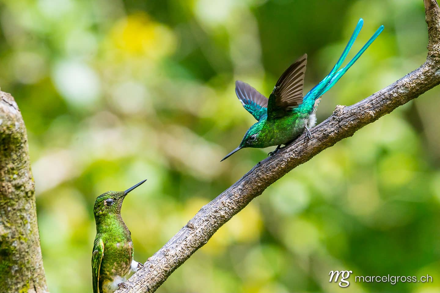 . Zwei Kolibri im Reserva Natural Acaime nahe Salente, Zona Cafetera, Kolumbien. Marcel Gross Photography