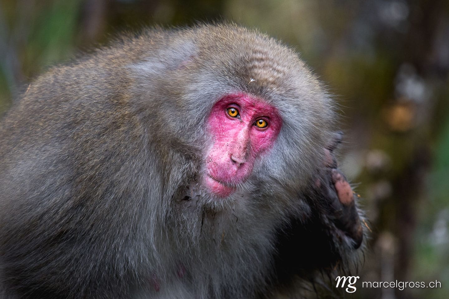red faced snow monkey in Kamikochi, Japanese Alps of Chubu Sangaku National Park. Taken by Marcel Gross Photography