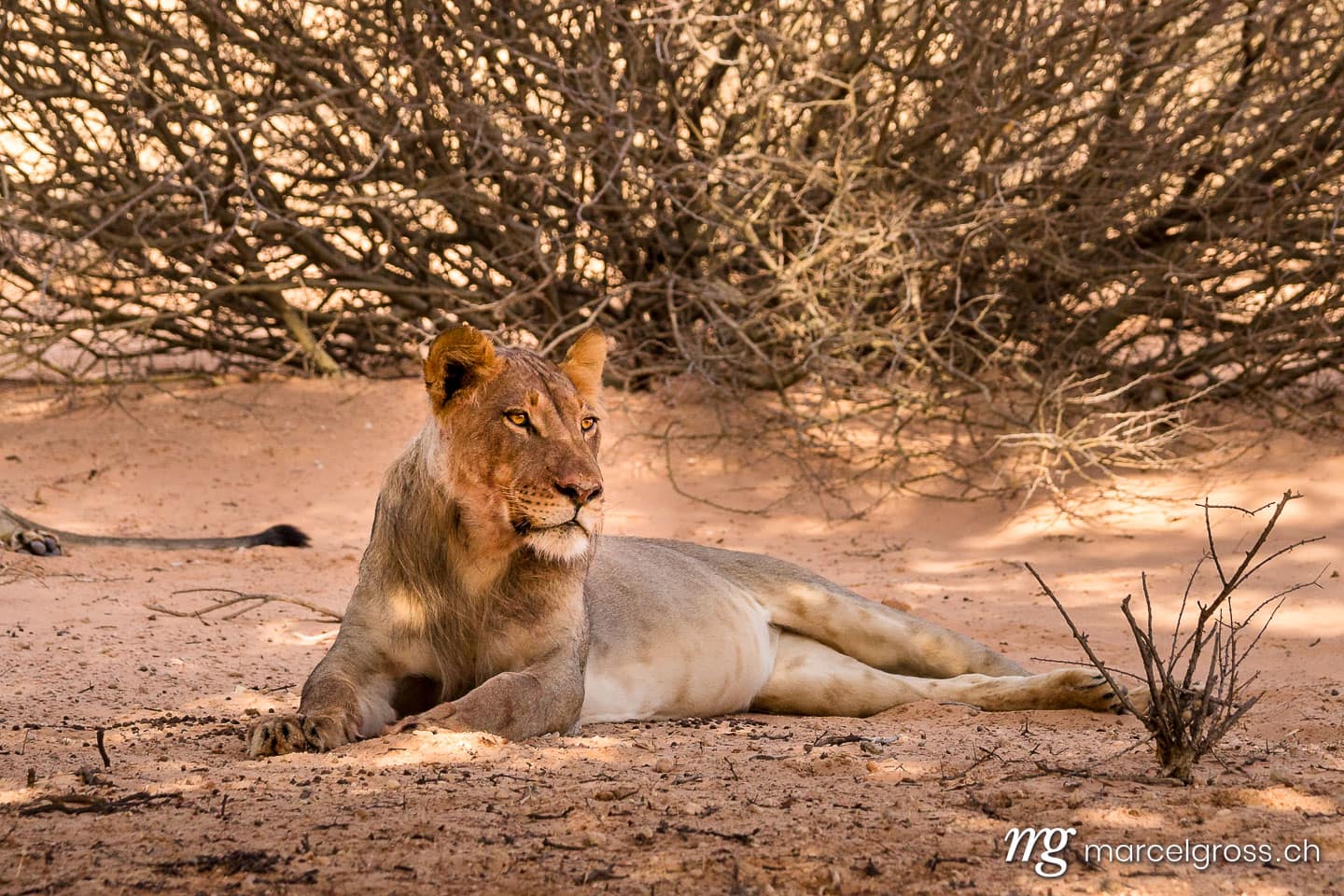 . Taken by Marcel Gross Photography