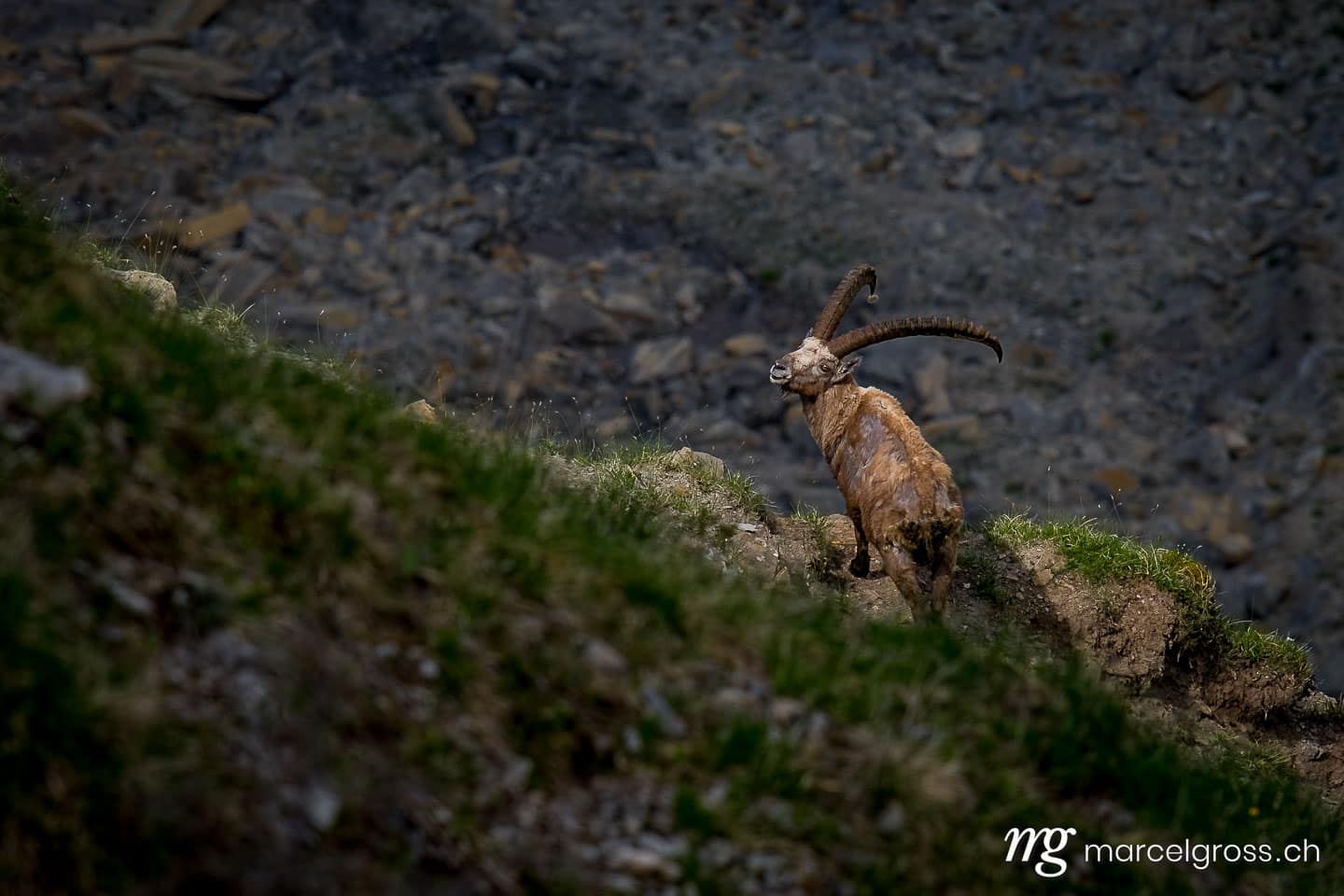 Steinbock Bilder. old male ibex on a steep slope in the bernese alps. Marcel Gross Photography