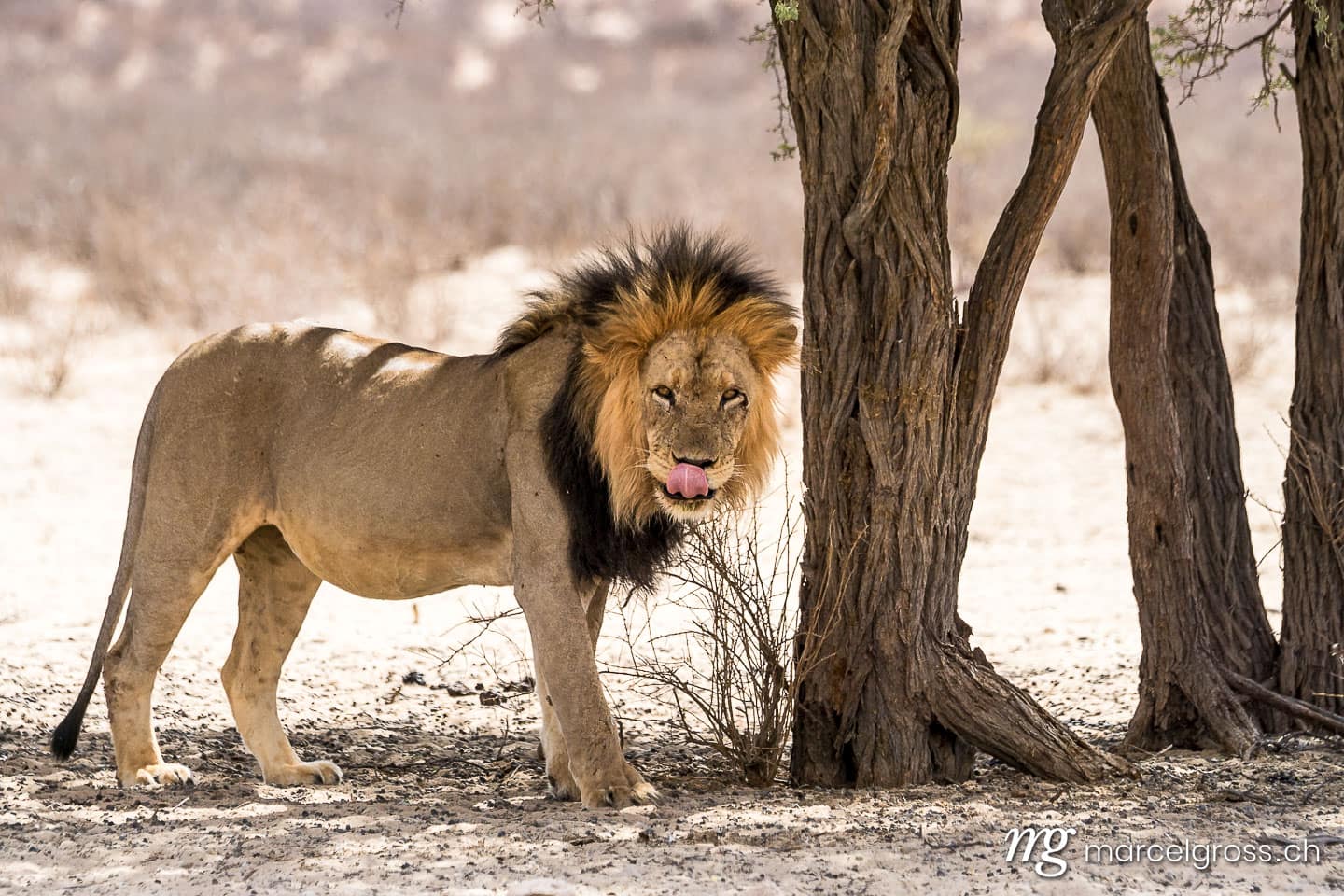 . Taken by Marcel Gross Photography