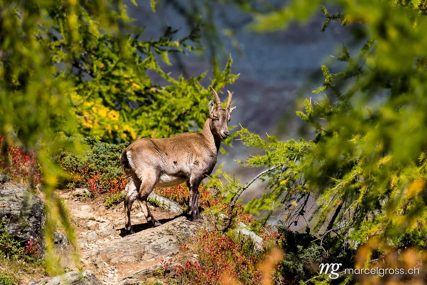. a smiling ibex in the Valais Alps. Marcel Gross Photography