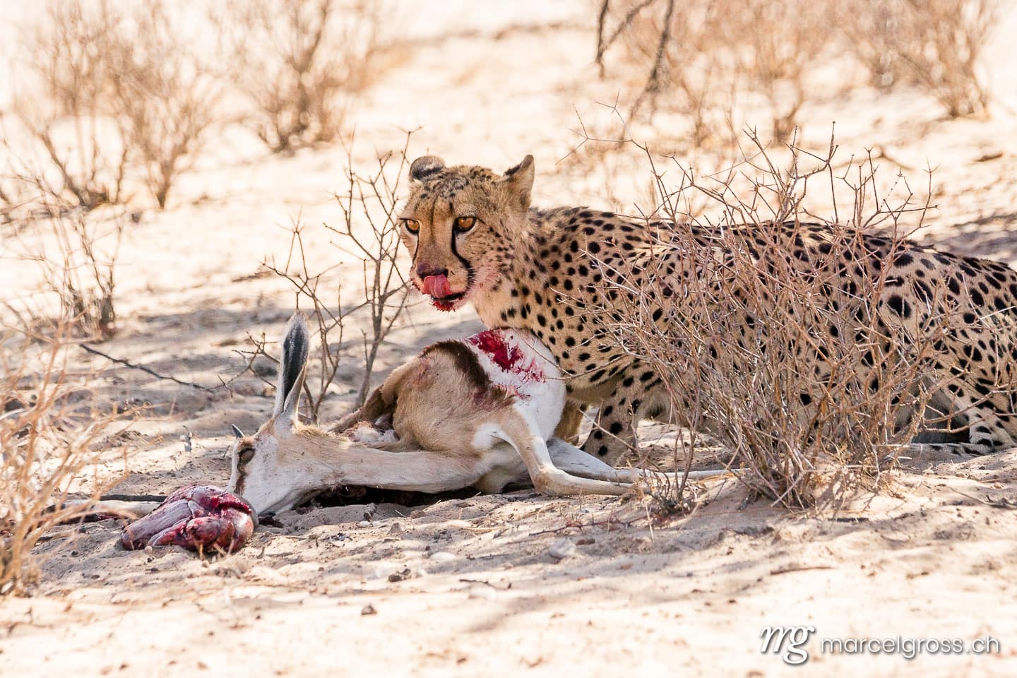 . Taken by Marcel Gross Photography