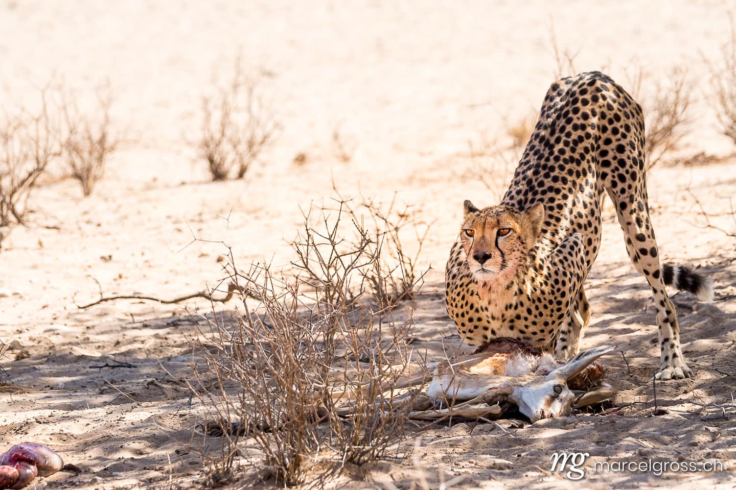 … but the Cheetah needs to survive. i think we missed the successful hunt only buy minutes. cause when we arrived at the scene, the cat was still recovering at did not yet begun to feed.. Taken by Marcel Gross Photography