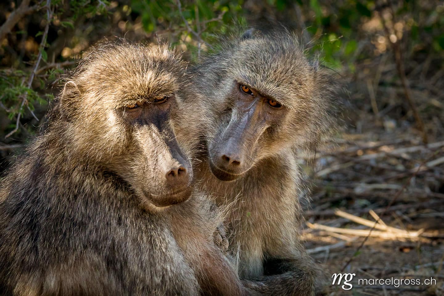 . Taken by Marcel Gross Photography