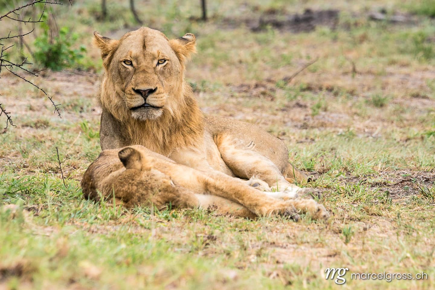 a road through the spectacular landscape of seldom visited Capitol Reef National Park.. Taken by Marcel Gross Photography