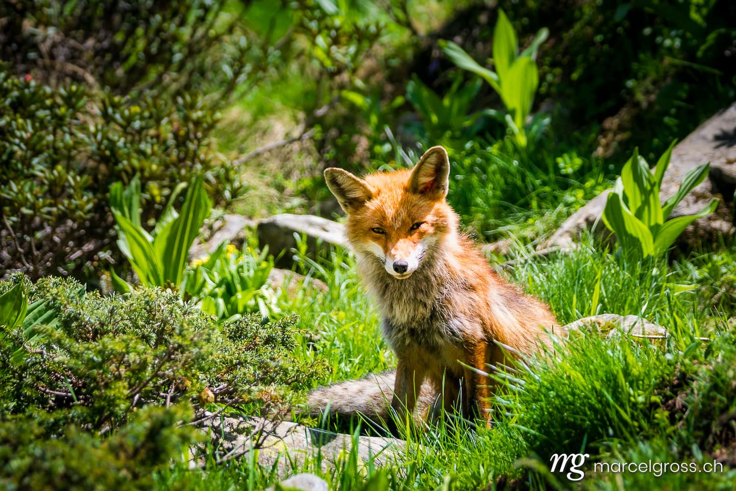 . Rotfuchs im Gran Paradiso Nationalpark, Aosta Tal, Italien. Marcel Gross Photography