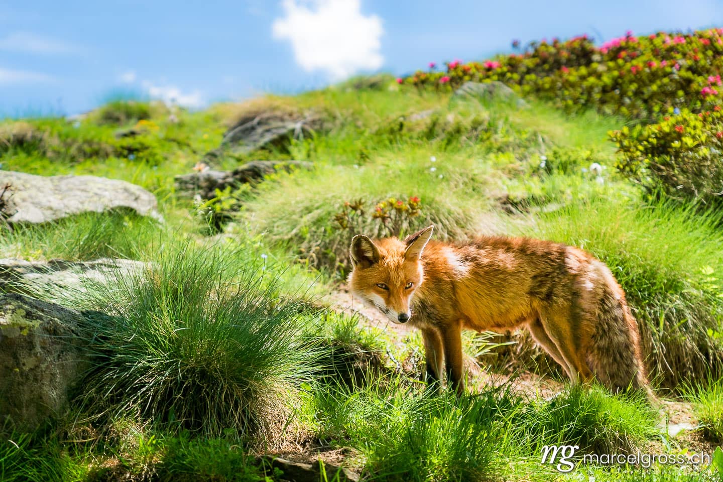 . Rotfuchs im Gran Paradiso Nationalpark, Aosta Tal, Italien. Marcel Gross Photography