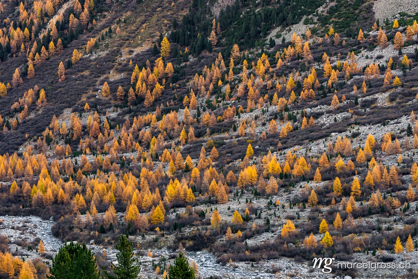 . Gelbe Lärchen am Val Morteratsch, Puschlav, Schweiz. Marcel Gross Photography
