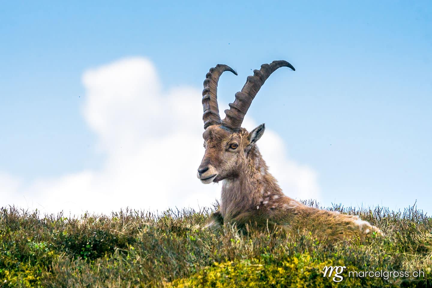 Steinbock Bilder. Portrait eines jungen männlichen Steinbocks. Marcel Gross Photography