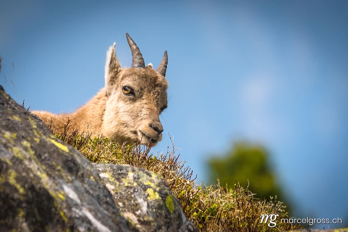 Steinbock Bilder. Portrait eines jungen Steinbocks. Marcel Gross Photography