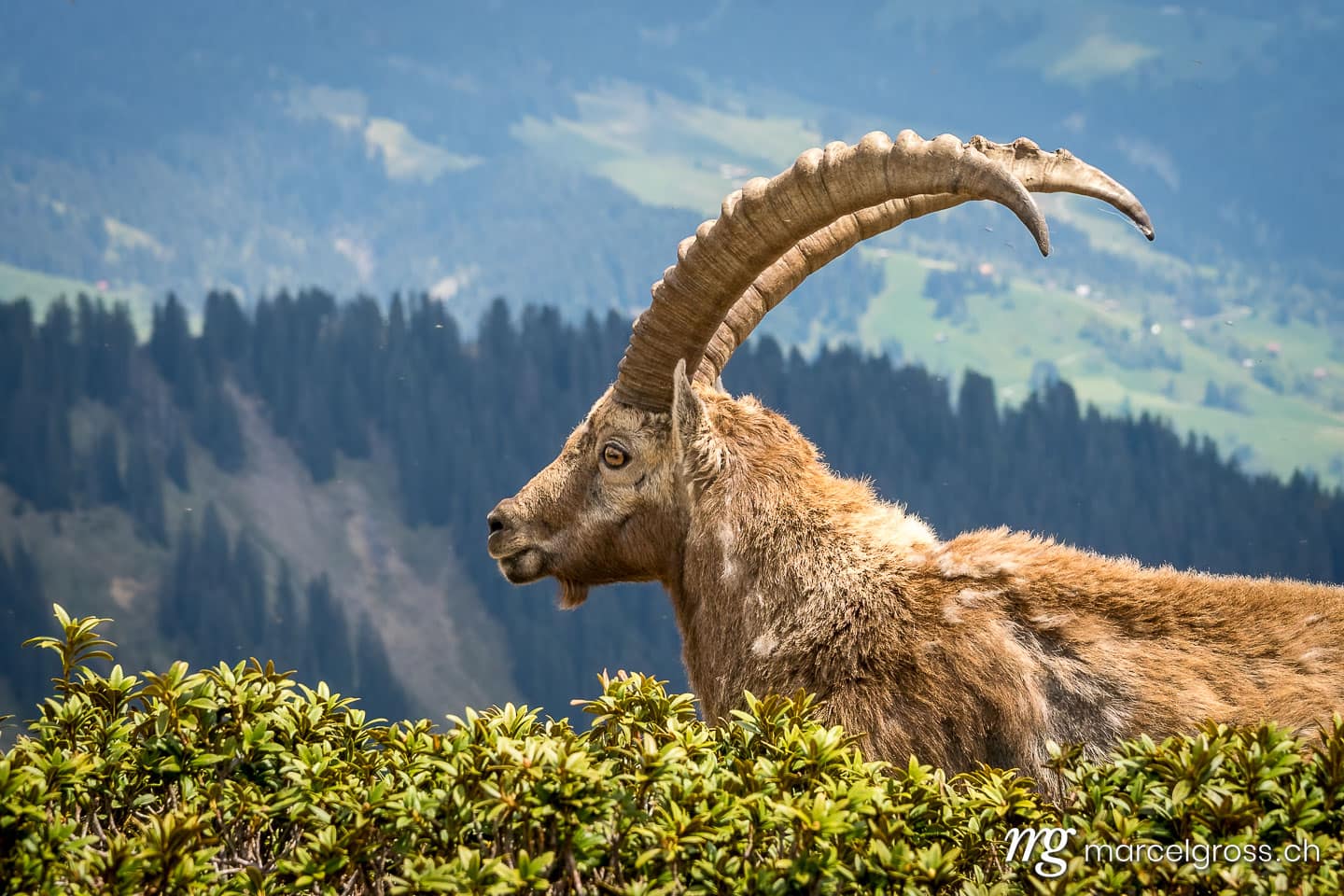 Steinbock Bilder. stattlicher Steinbock, der König der Alpen. Marcel Gross Photography