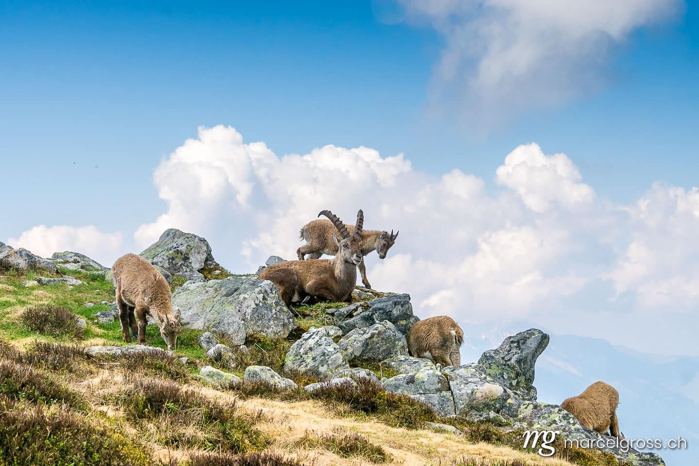 Steinbock Bilder. Steinbock-Familie in den Schweizer Alpen. Marcel Gross Photography