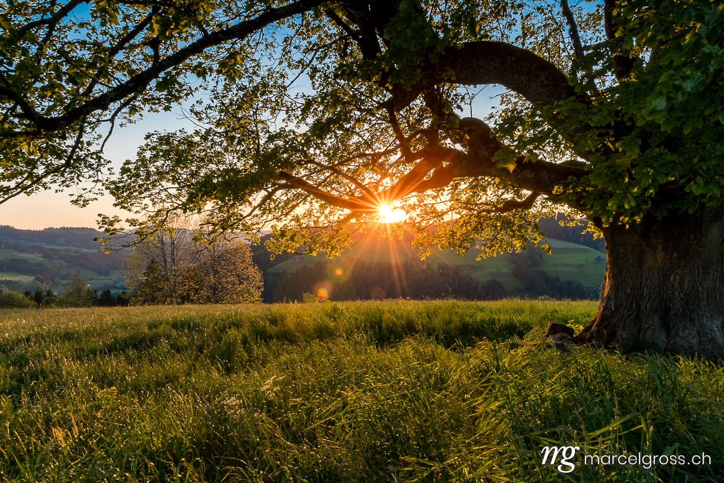 . sunset behind a giant tree in Emmental. Marcel Gross Photography