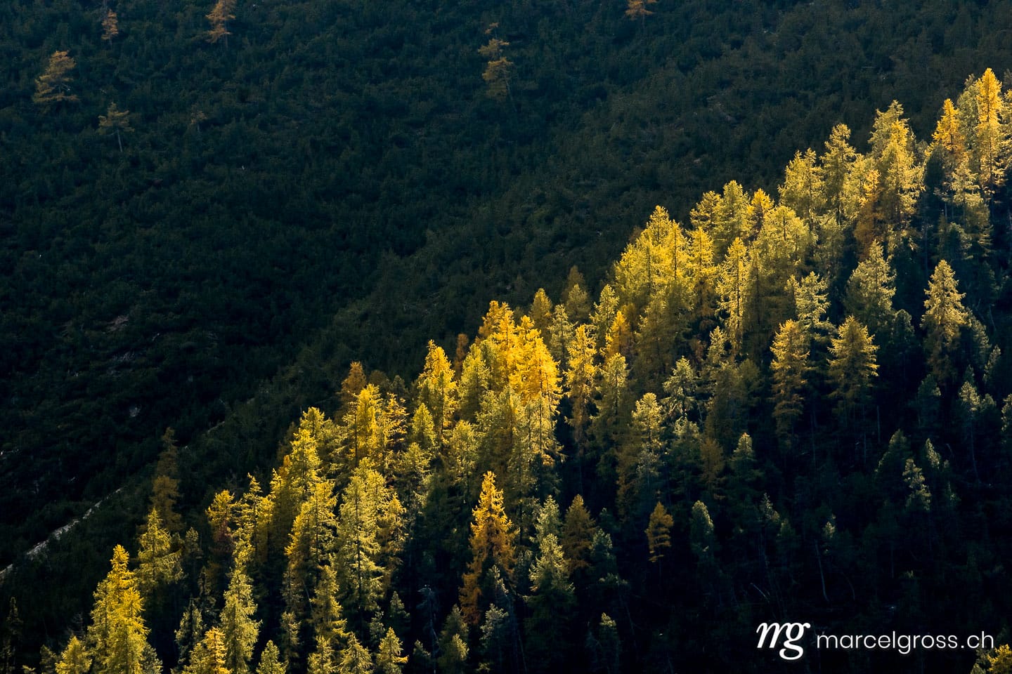 . trees in light an shadow. Marcel Gross Photography