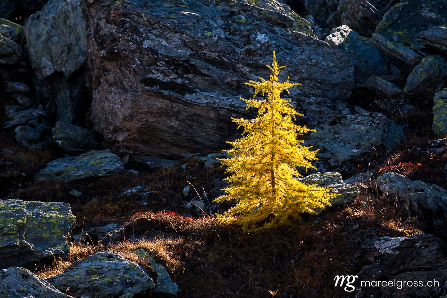 Herbstbild Schweiz. yellow larch in autumn in Val Fex. Marcel Gross Photography