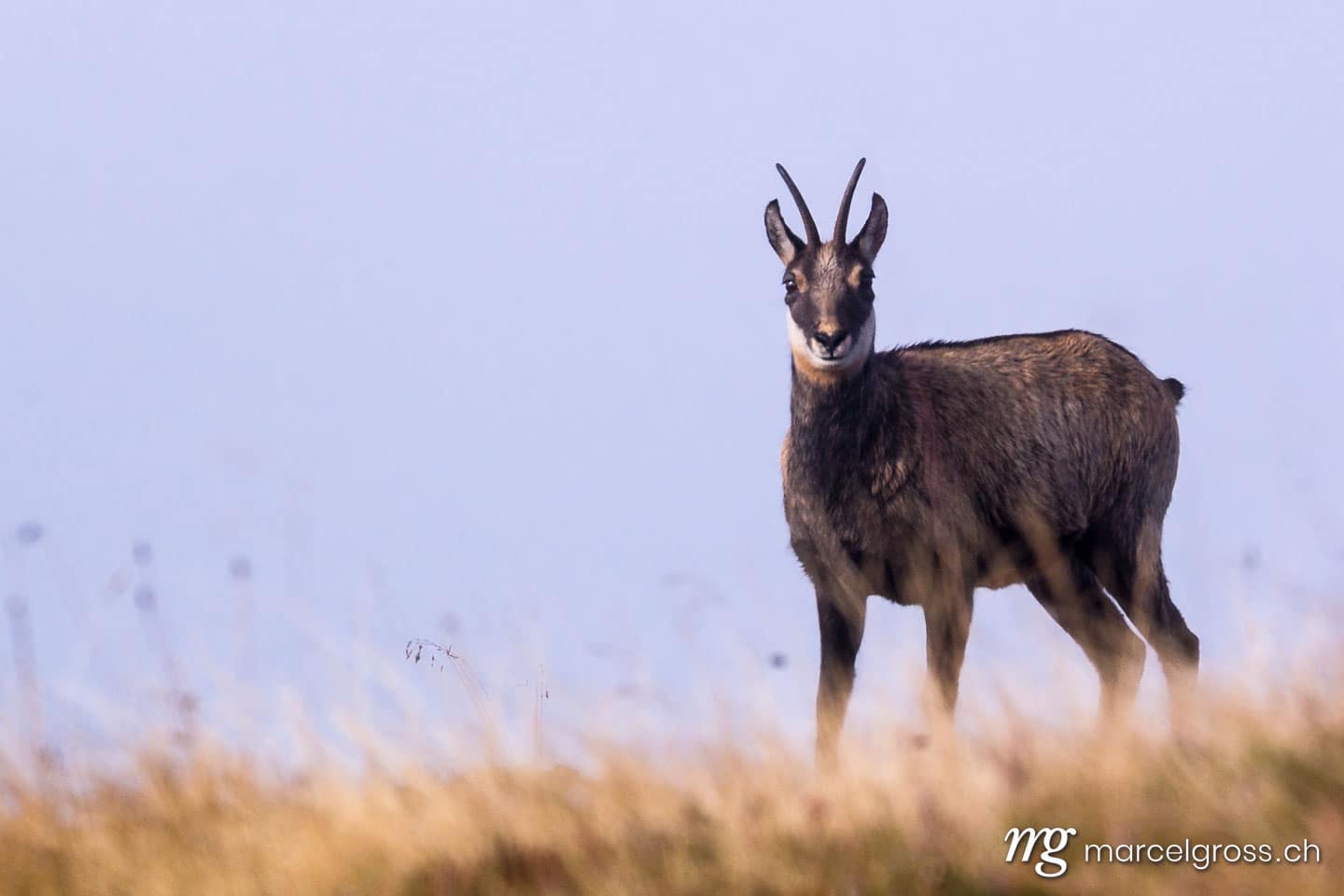 Wildtiere der Schweiz. a chamois in the Bernese Alps. Marcel Gross Photography