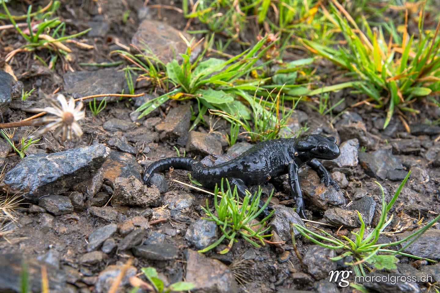 . Alpine salamander (Salamandra atra) in the Bernese Alps. Marcel Gross Photography