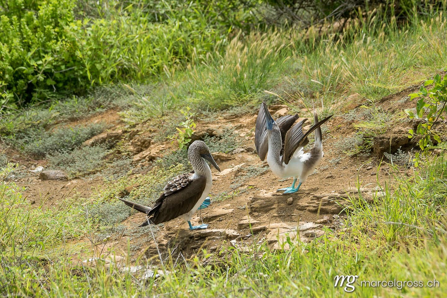 . Balzendes Blaufusstölpel-Paar bei Punta Pitt an der Nordküste von Isla San Cristobal, Galapagos. Marcel Gross Photography