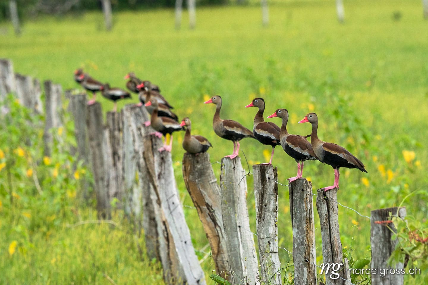 . Entenfamilie in Reih und Glied. Marcel Gross Photography
