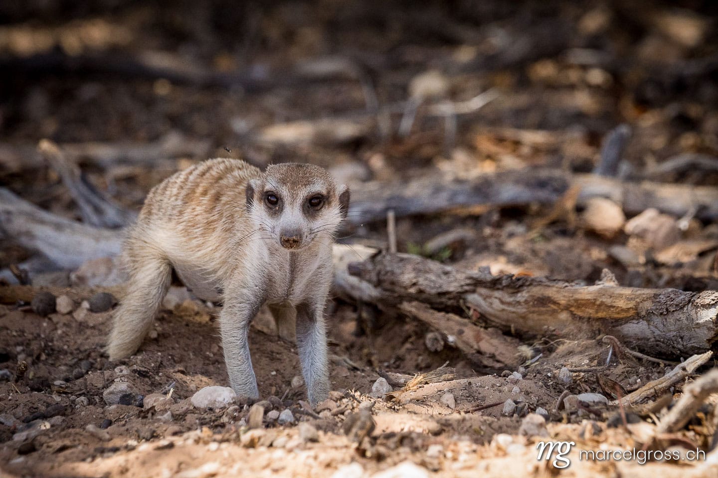 . Erdmännchen in der Kalahari auf Futtersuche. Marcel Gross Photography