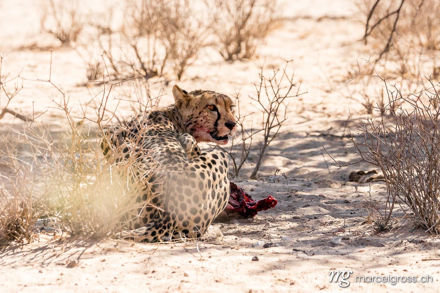 Geparden Bilder. Gepard mit Beute, Kalahari. Marcel Gross Photography