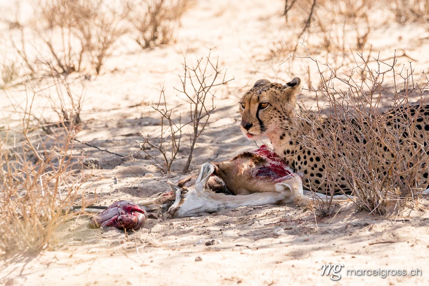Geparden Bilder. Gepard mit Beute, Kalahari. Marcel Gross Photography