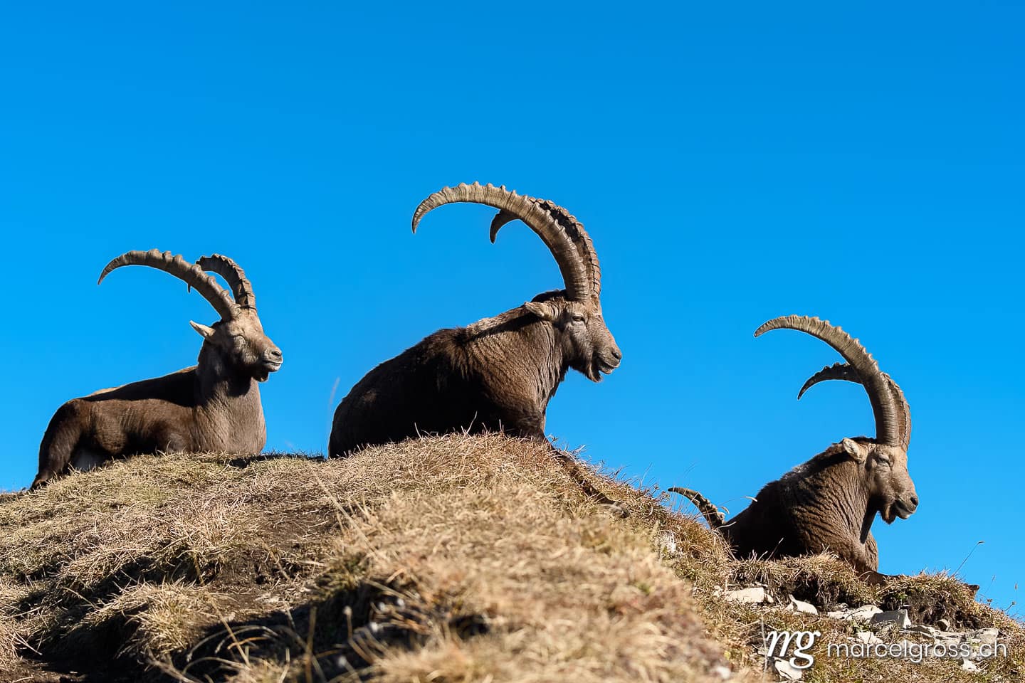 Steinbock Bilder. group of ibex lying on top of a ridge in the Bernese Alps. Marcel Gross Photography