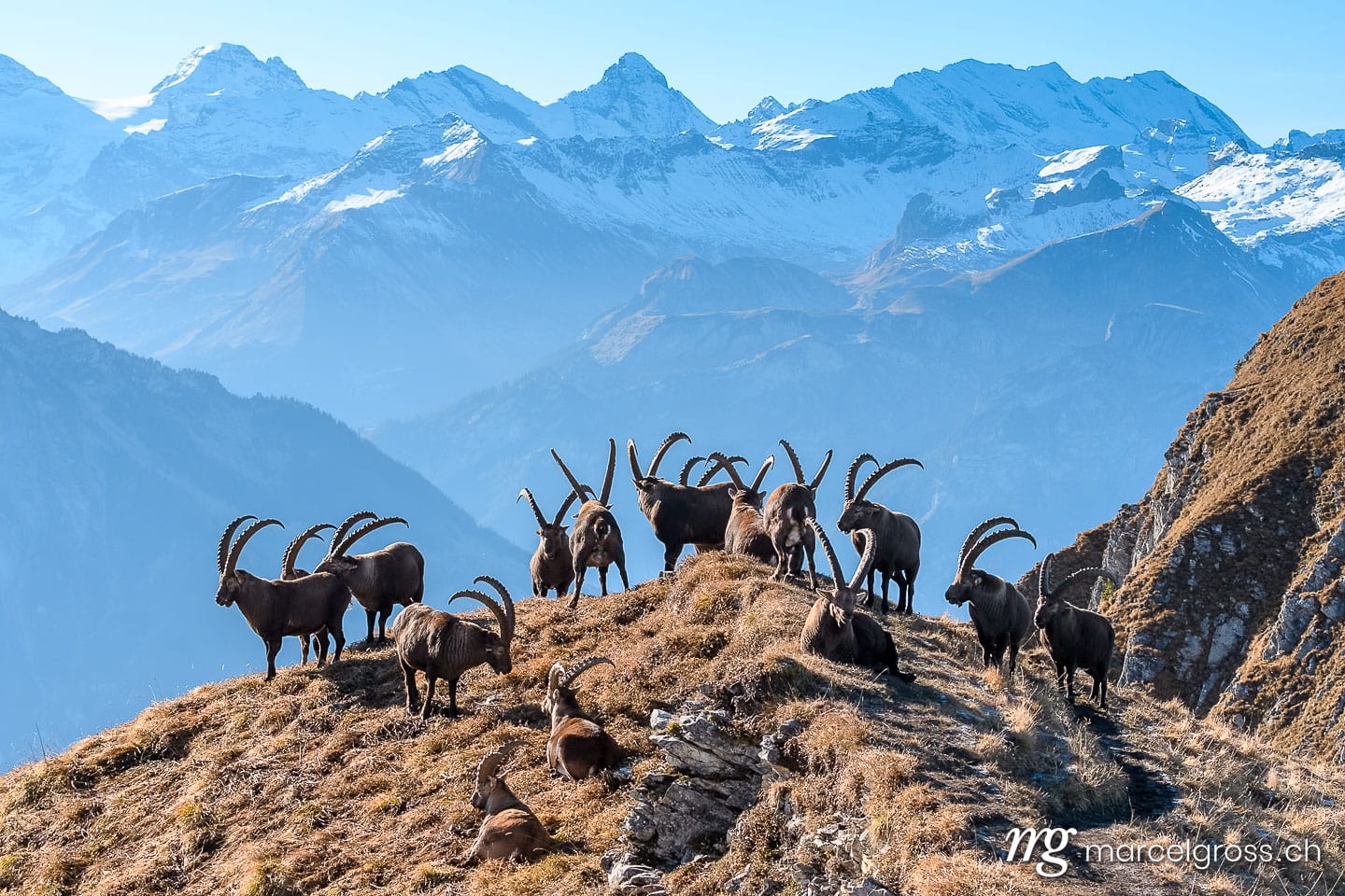 group of ibex standing on top of a ridge in the Bernese Alps. Taken by Marcel Gross Photography