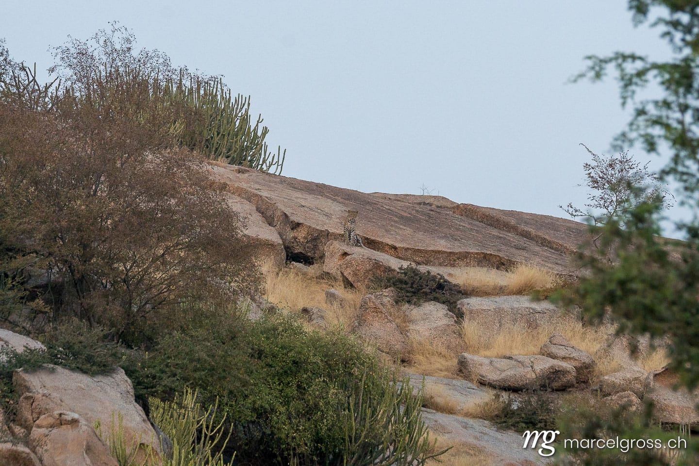Leoparden Bilder. Indian Leopard near Bera, Rajasthan. Marcel Gross Photography