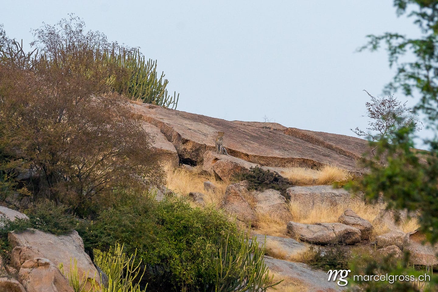 Leoparden Bilder. Indian Leopard near Bera, Rajasthan. Marcel Gross Photography