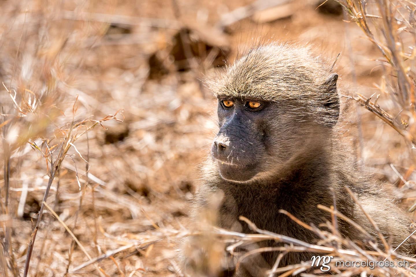 . Junger Pavian auf Safari im Krüger Nationalpark. Marcel Gross Photography