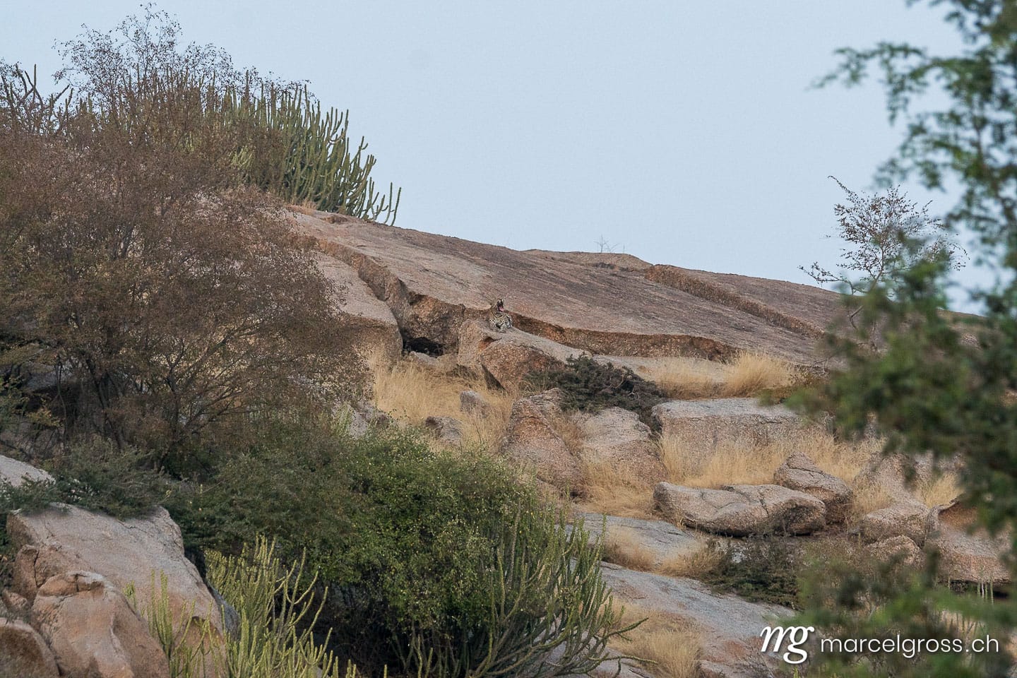 Leoparden Bilder. Leopard near Bera, Rajasthan. Marcel Gross Photography