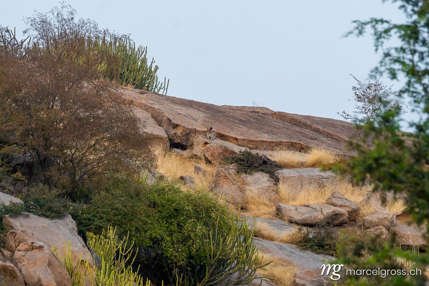 Leoparden Bilder. Leopard near Bera, Rajasthan. Marcel Gross Photography